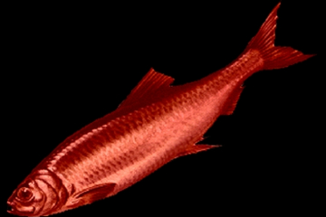 Red herring. Serialidad y otros marcos escurridizos de la narración audiovisual contemporánea